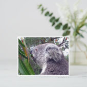 Carte Postale koala australie (Debout devant)