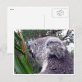 Carte Postale koala australie (Devant / Derrière)