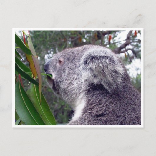 Carte Postale koala australie (Devant)