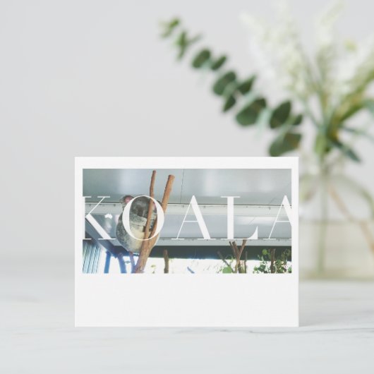 Carte postale Koala Australie (Debout devant)