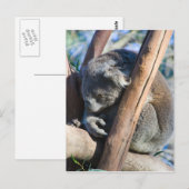 Carte Postale Koala - Australie (Devant / Derrière)
