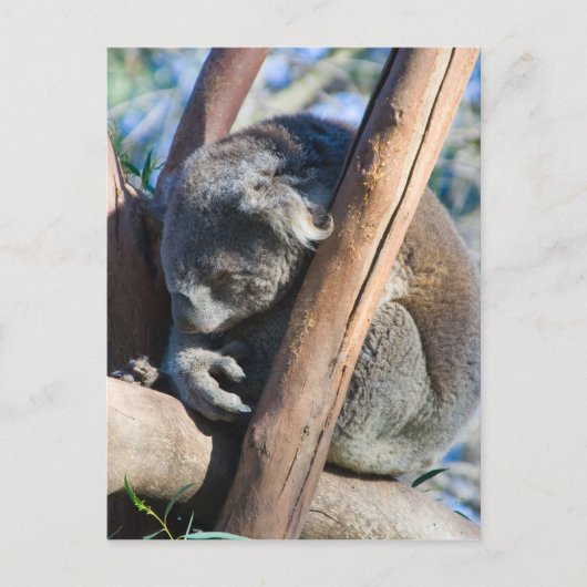 Carte Postale Koala - Australie (Devant)