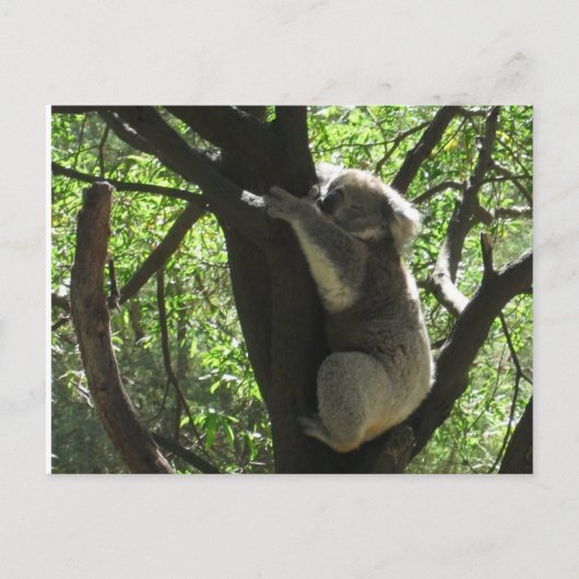 Carte Postale koala australien (Devant)