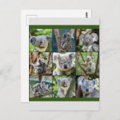 Carte Postale Koala australienne dans un arbre à eucalyptus (Devant / Derrière)