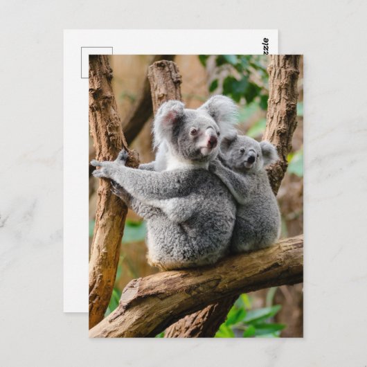 Carte Postale Koala avec bébé dans un arbre en Australie (Devant / Derrière)