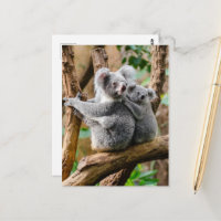 Koala avec bébé dans un arbre en Australie