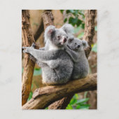 Carte Postale Koala avec bébé dans un arbre en Australie (Devant)