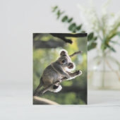 Carte Postale Koala Bear (Debout devant)