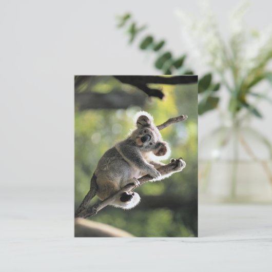 Carte Postale Koala Bear (Debout devant)