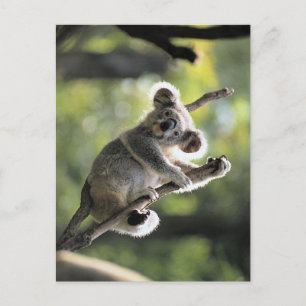 Carte Postale Koala Bear