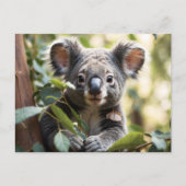 Carte Postale Koala Bear (Devant)