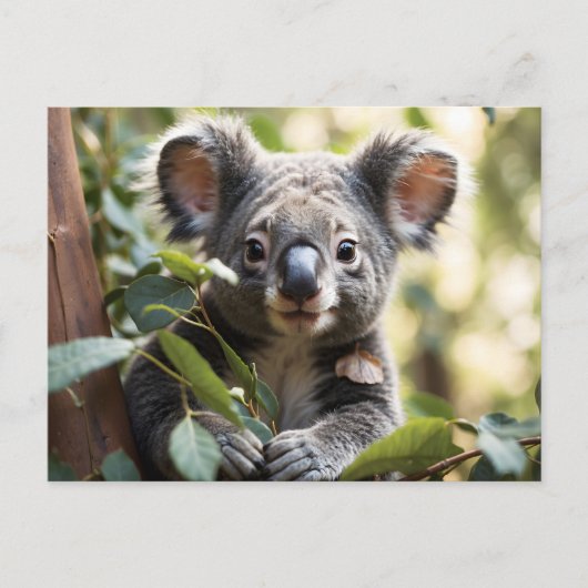 Carte Postale Koala Bear (Devant)