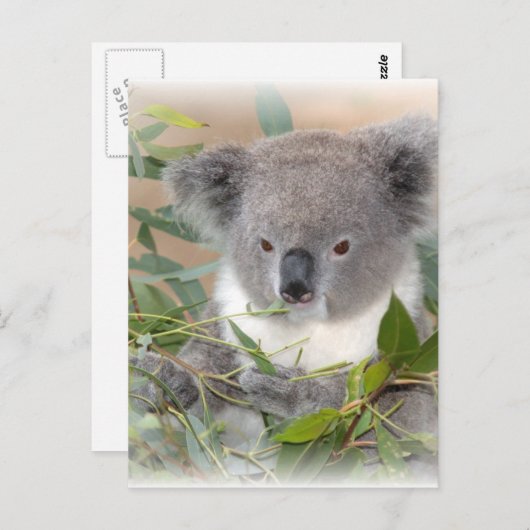 Carte postale Koala Bear (Devant / Derrière)