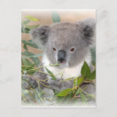 Carte postale Koala Bear (Devant)
