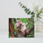 Carte Postale Koala Bear (Debout devant)
