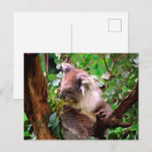 Carte Postale Koala Bear (Devant / Derrière)