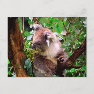 Carte Postale Koala Bear
