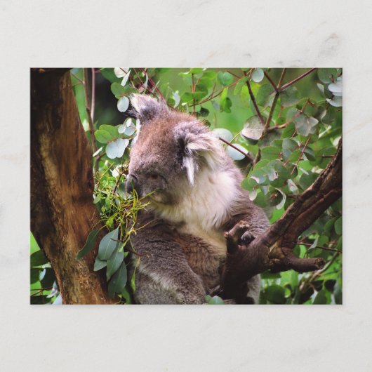 Carte Postale Koala Bear (Devant)