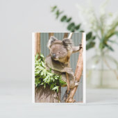 Carte Postale Koala Bear (Debout devant)