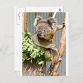 Carte Postale Koala Bear (Devant / Derrière)