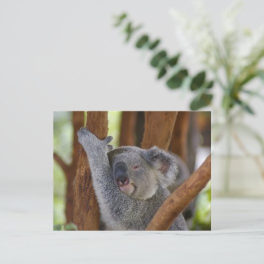 Carte postale Koala Bear (Debout devant)