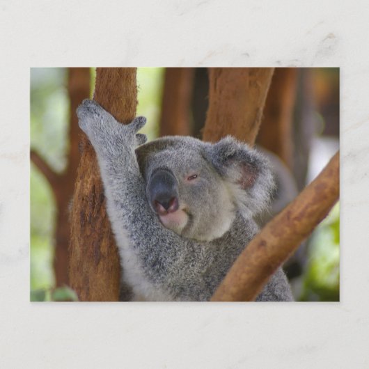 Carte postale Koala Bear (Devant)