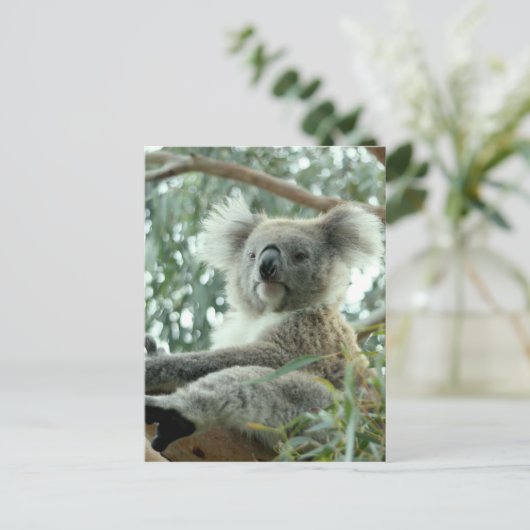 Carte Postale Koala Bear (Debout devant)