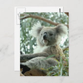 Carte Postale Koala Bear (Devant / Derrière)