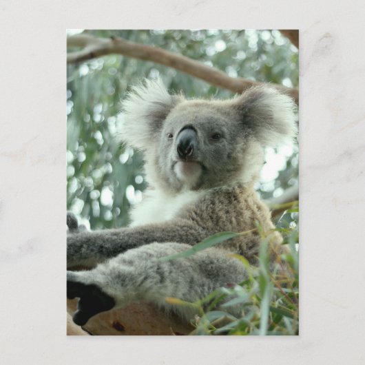 Carte Postale Koala Bear (Devant)