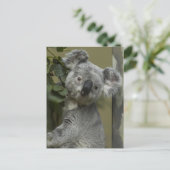 Carte Postale Koala Bear (Debout devant)