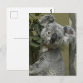 Carte Postale Koala Bear (Devant / Derrière)
