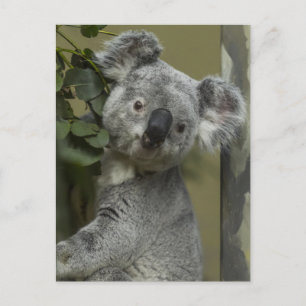 Carte Postale Koala Bear