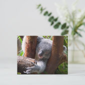 Carte Postale Koala Bear (Debout devant)