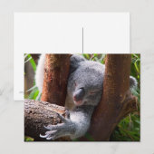 Carte Postale Koala Bear (Devant / Derrière)