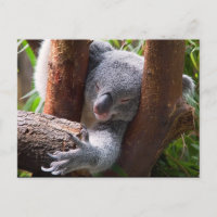Koala Bear