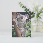 Carte Postale Koala Bear (Debout devant)