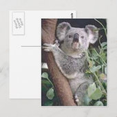 Carte Postale Koala Bear (Devant / Derrière)