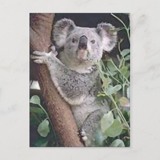 Carte Postale Koala Bear (Devant)