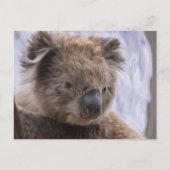 Carte Postale Koala Bear (Devant)