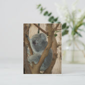 Carte Postale Koala Bear (Debout devant)