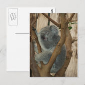 Carte Postale Koala Bear (Devant / Derrière)