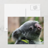 Carte Postale Koala Bear (Devant / Derrière)