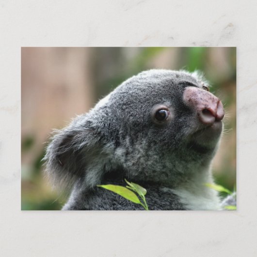 Carte Postale Koala Bear (Devant)