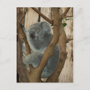 Carte Postale Koala Bear Aussi Safari Peace Love Nature Destiny
