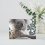 Carte postale Koala Bear Facts (Debout devant)