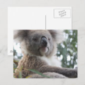 Carte postale Koala Bear Facts (Devant / Derrière)