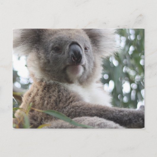 Carte postale Koala Bear Facts (Devant)