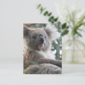 Carte postale Koala Bear Facts (Debout devant)