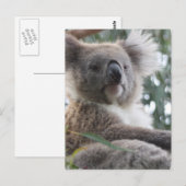 Carte postale Koala Bear Facts (Devant / Derrière)