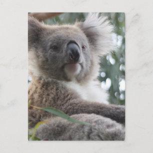 Carte postale Koala Bear Facts